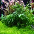 African Water Fern Aquarium Plant Seeds. 