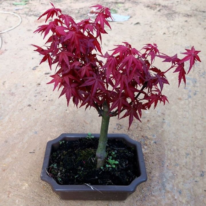 [100 Original]pokok Bonsai Biji Benih Japanese Red Maple Tree Seeds