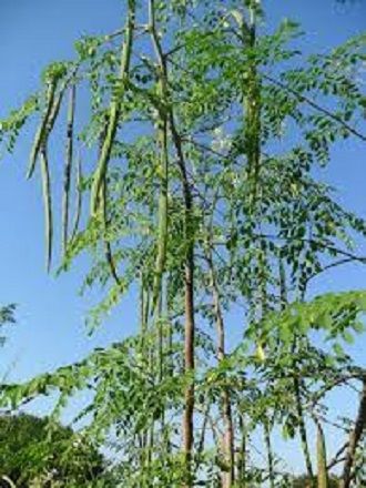 Pack of 100 Moringa / Sohanjna Seeds to grow with 100 percent germination Moringa oleifera Tree Plant Used in Various ways; Flowers, Leaves, Seeds, and fruits.
