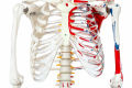 Muscle Painted and Numbered Human Skeleton Anatomy Model | Human Skeleton Model 180cm Tall | Skeleton Teaching Model. 