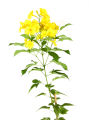 Tecoma Vine, Goudichoudi (Yellow Flower) - Plant. 