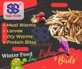 Dried BSF Larvae 100g (A Kind Of Meal Worms) Protein Bites for Birds and Fishes. 