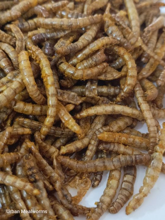 Dry Mealworms (Protein Bites Turmeric Coated For Your Birds)