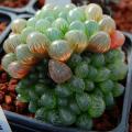 Haworthia Ikra Succulent Seeds. 