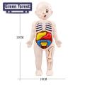 Hands-on Anatomy Learning Kit Interactive Human Body Model Kit Educational Diy Toy with 11 Analysis Cards Ideal for Students Accessories Included Diy Human Organ Model. 