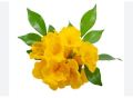 Tecoma Vine, Goudichoudi (Yellow Flower) - Plant. 