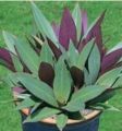 RHEO PLANT/OYSTER PLANT/LIVE SUCCULENTS PLANT WITH PURPLE & GREEN LEAVES. 