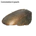Vacuum-Pack Oyster Pearls Mussel Shell With 6X Pearls Inside Freshwater Pearl. 