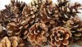 10 PECS  Natural pine cone  for  home decor. 