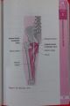 THE PHYSIOTHERAPISTS POCKET BOOK BY KEREN, JONATHAN KENYONKENYON , Pocket PHYSIOTHERAPISTS Book  , DPT book , Medical Book. 