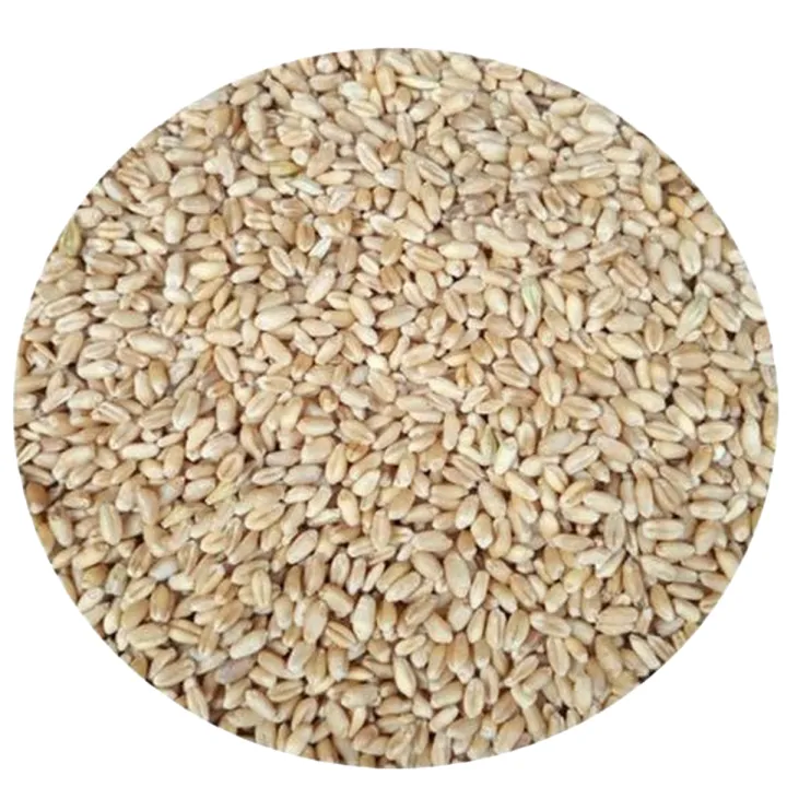 White%20Wheat%20(Gandum)%20%DA%AF%D9%86%D8%AF%D9%85%20/%20Haleem%20Wheat%20%20-%201%20KG%20-%20Image%202