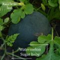 * Rare * Sugar Baby watermelon seeds-20 seed * friendly pot * plant pots, baby watermelon seeds, sweet, yummy-mango garden. 