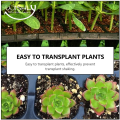 Wishly Plastic Hydroponic seedling tray 32 Holes/Cells for Seeds germination.. 