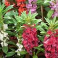 50+ Summer Spring Season Mix Varieties Flower Seeds. 