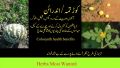 KAUR TUMBA POWDER|INDRAYAN PHAL|TUMA|200:GRAM. 