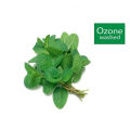 Daraz Fresh: Peppermint (Pudina) 1bundle. 