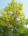 20 Seeds Amaltas -Cassia Fistula Tree Bonsai Plant Flower. 