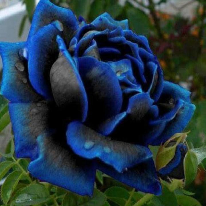 Rare Blue & Black Rose Seeds