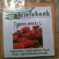 Tagetes erecta Orange color Winter flower. 