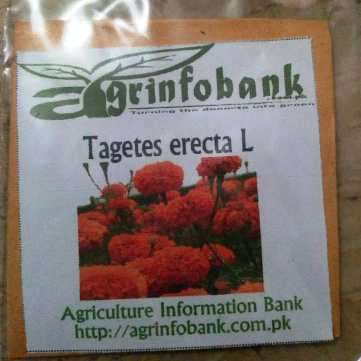 Tagetes erecta Orange color Winter flower
