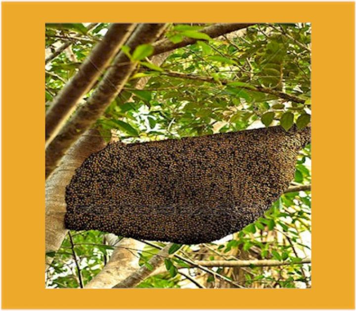 Big%20Bee%20Forest%20Honey%20(Pure%20and%20Natural)%20-%20500%20Gram%20-%20Image%204