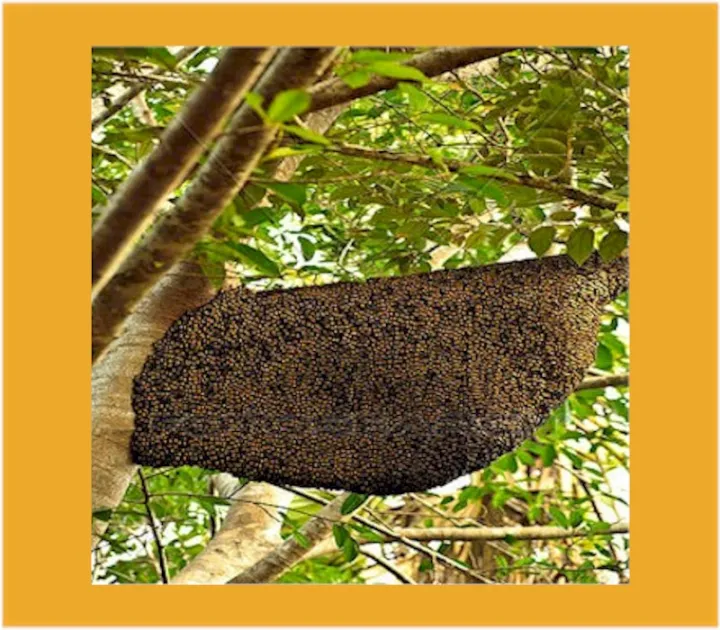 Big%20Bee%20Forest%20Honey%20(Pure%20and%20Natural)%20-%20500%20Gram%20-%20Image%204