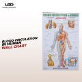Blood Circulation System in Humans Wall Chart | HD Wall Poster Presentation on 200 grams Laminated card 23*36 inches. 
