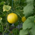 Melon Seeds  (khrbozey Ke Beej)(خربوزے کے بیج)Desi/Germinated/Best Quality/Fast growing/Excellent Germination/High Quality/Healthy Vegetable Seeds/Vegetable/Home/Kitchen/Gardening seeds/beej/Vegetables Seeds Packet. 