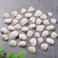 Small Sea Shell White Ocean Scallop Natural Sea Shells Mini Seashells, Approximate Size : 1 x 0.9 x 0.4 Inches. 
