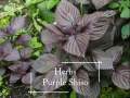 Organic Purple Shiso Seeds - 50 seed *Pot Friendly* Tanam Pasu, Purple Perilla - Mango Garden Seeds. 