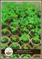 Go-Organic 50Kg Organic Compost and Multipurpose Fertilizer for Plants, Lawn and Garden. 