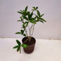 Day Blooming Jasmine Plant (Cestrum Diurnum) |Best For Seed, Home, Garden|. 