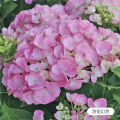 50 Pcs/bag Hydrangea Seed Bonsai Flower Seeds China Hydrangea Perennial Garden Flowers Seeds Outdoor Plant Pot Seeds Vegetable Flower Plant Seed Gardening Deco Bonsai Seed. 