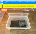 Green Gold Butterfly Bullfrog Horn Frog Package Breeding Box Professional Special Reptile Breeding Box Sponge Frog Mud. 