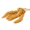 Yellow Millets Spray 250gm for all types of birds TREATES ( Cage Life Care ). 