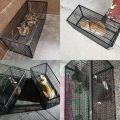 Large Cat Catching Cage Reusable Animal. 