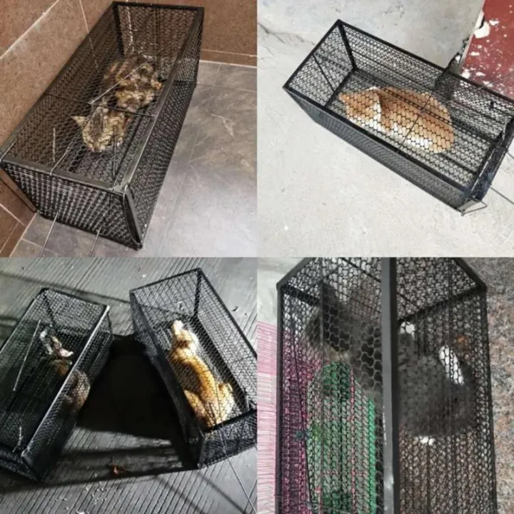 Large%20Cat%20Catching%20Cage%20Reusable%20Animal%20-%20Image%207
