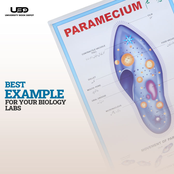 Paramecium%20Wall%20Poster%20%7C%20Wall%20Chart%20For%20Science%20Labs%20Decoration%20%7C%20Paramecium%20Structure%20Presentation%20on%20200%20grams%20Laminated%20Card%2020*30%20inches%20-%20Image%207