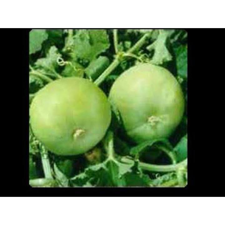 Giyaa Kaddu Seed