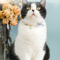 Decorative Cats Collar Vibrant Color Plastic Imitated Pearl Cat Necklace Pet Accessories. 