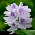 Water Hyacinth Seeds. 