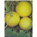 Kharboza K Beej | Melon Seeds | Organic & Fresh Garden Seeds. 