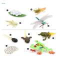 Life Cycle Figurines Toy Dragonfly Figures Red Eyed Tree Frog Figures for Desktop Decoration. 