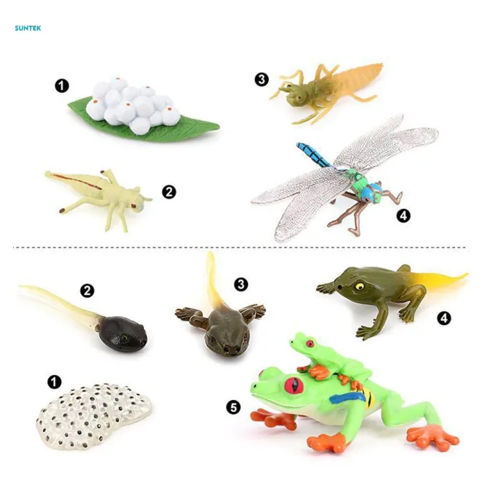 Life%20Cycle%20Figurines%20Toy%20Dragonfly%20Figures%20Red%20Eyed%20Tree%20Frog%20Figures%20for%20Desktop%20Decoration%20-%20Image%205