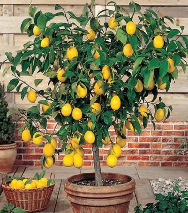10%20Dwarf%20Lemon%20Tree%20Seeds--Natural%20Perfume%20Indoor%20-%20Image%202