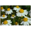 Chamomile Flower Seeds - Used in Herb / Herbal Tea. 