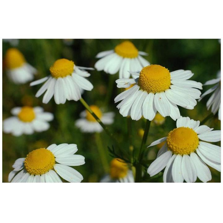 Chamomile Flower Seeds - Used in Herb / Herbal Tea