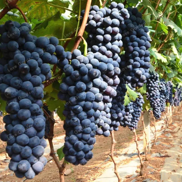 Grape%20Seeds%20Black%20Large%20imported%20the%20best%20seeds%20in%20Pakistan%20-%20Image%202