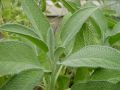 Sage Herb Seeds. 