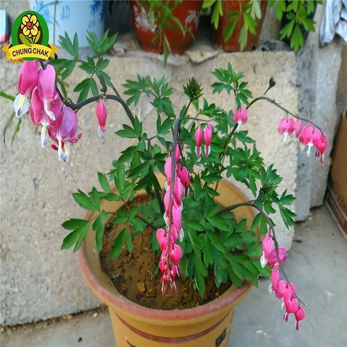 Pink%20Bleeding%20Heart%20Flower%20Tree%20Seeds%20-%20Image%202